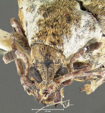 Media type: image;   Entomology 25056 Aspect: head frontal view